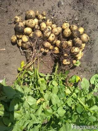 Картофель семенной Gala (Гала)