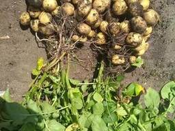 Картофель семенной Gala (Гала)