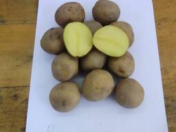 Картофель семенной Ривьера