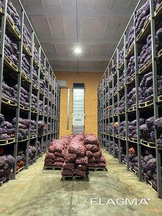 Картофель сорт гала урожай 2021г