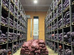 Картофель сорт гала урожай 2021г