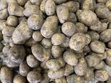 Картофель сорт гала урожай 2021г - фото 6