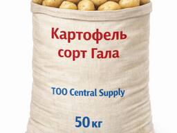 Картофель сорт Гала
