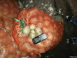 Картофель сорт ГАЛА напрямую от фермерского хозяйства.