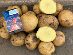 Картофель сорта Аризона оптом от Производителя.