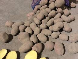 Картофель свежий