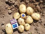 Картофель урожай 2019г. - photo 2