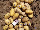 Картофель урожай 2019г. - photo 3