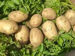 Картоп - photo 2