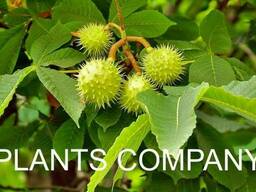 Каштан конский саженцы лиственных деревьев из питомника