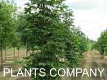 Каштан конский саженцы лиственных деревьев из питомника - фото 2