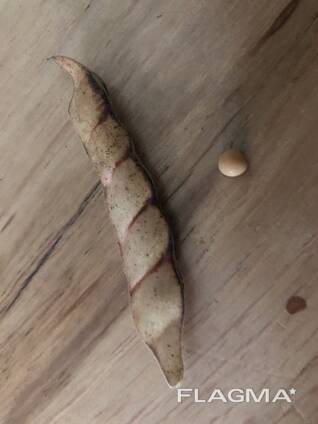 Көгершін бұршақ Тоор бүкіл Танзания Аруша шығу тегі