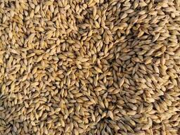 "中国公司采购大麦" 翻译成俄语是： **Китайская компания закупает ячмень. **