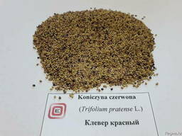 Клевер красный