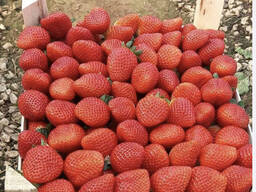 Клубника экспорт из Турции