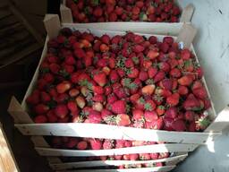 Клубника оптом