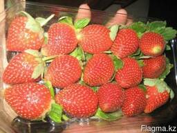 Клубника свежая в Казахстан