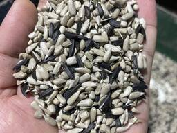 Күнбағыс тұқымдары