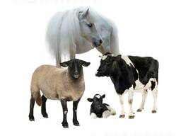 Комбикорм для КРС, МРС, Лошадей