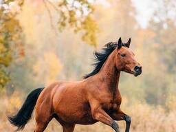 Кемероводағы жезөкше