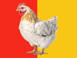 Комбикорм для несушек