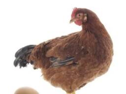 Комбикорм для несушек