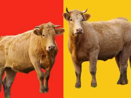 Комбикорм для откорма КРС