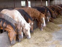 Комбикорм для откорма лошадей