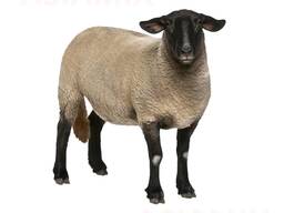 Комбикорм для овец