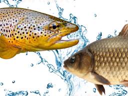 Комбикорм для рыб