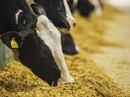 Комбикорм - Концентрат для дойных коров