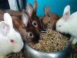 Комбикорм-концентрат для взрослых кроликов - фото 1