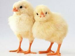 Комбикорм ПК-5-1 РОСТ для цыплят бройлеров 14-30 д