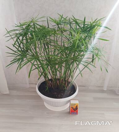 Комнатный цветок