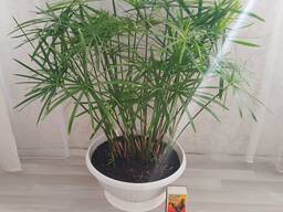 Комнатный цветок