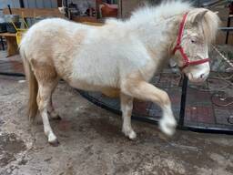 Конь, пони, жеребята