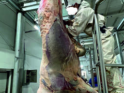 Конина заморозка