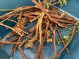 КОРЕНЬ СОЛОДКИ - фото 1