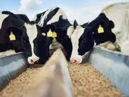 Корма для дойных коров