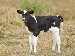 Корма для телят