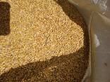 Корма для животных, зерно, кукуруза - фото 1