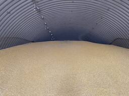 Кормовая Кукуруза