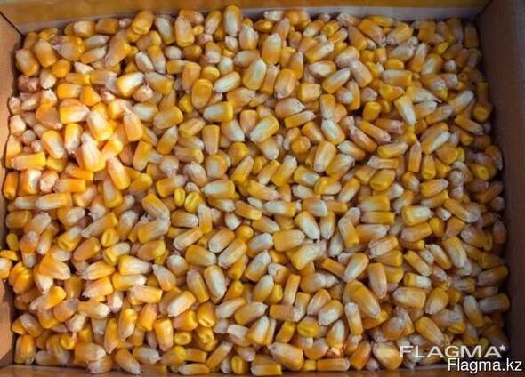 Кормовая кукуруза