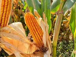 Кормовая кукуруза в зерне