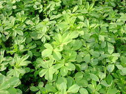 Кормовые травы