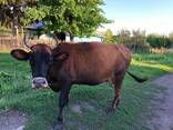 Корова дойная, молочная - фото 2