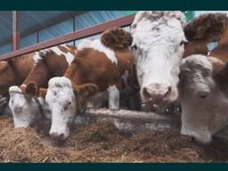 Коровы племенные Симентальской породы