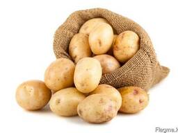 Картофель из Павлодара