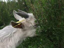 Козье молоко