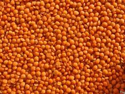 Красная чечевица оптом, мешками по 25 кг, 1 мешок - 10 000 т